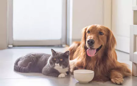 I criceti possono mangiare dolcetti per cani?